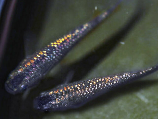 カブキメダカ みんな探してる人気モノ カブキメダカ ペット ペットグッズ