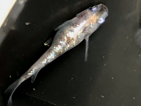 メダカ みゆき青ラメ みんな探してる人気モノ メダカ みゆき青ラメ ペット ペットグッズ メダカ みゆき青ラメ みんな探してる人気モノ メダカ みゆき青ラメ ペット ペットグッズ