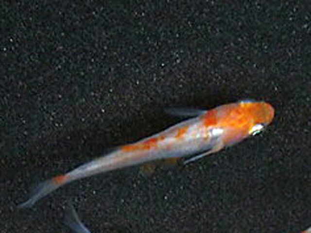 (メダカ) 紅白めだか 未選別 稚魚 10匹 /紅白 更紗 丹頂 透明鱗 メダカ 淡水魚のサムネイル