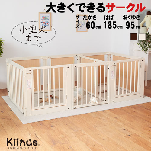 kiinus ̥  [ ץ饹 ġɥ F 60 Lp ]  ڥåȥ ¿Ƭ  Lp(1...