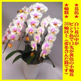 �ڥݥ����10�ܡۤ����ڡ���ĳ��3��Ω������ĳ��/��Ź/����/���/����/��Ǥ/��ǯ/����/��ȯ/��ž/����/�࿦/��ĳ��12,500��(����)��������ǽ�����Τߡ���񡦻͹�����������1,000�ߢ��彣����������2,000�ߢ���