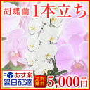 【あす楽14時まで★最短翌日お届け】胡蝶蘭★胡蝶蘭1本立ち/胡蝶蘭開店祝い/お祝い/胡蝶蘭(1本立ち)/胡蝶蘭お祝い/コチョウラン/こちょうらん/胡蝶蘭1本立ち/ラン胡蝶蘭/胡蝶蘭 送料無料/お祝い/5,000円(税別)