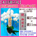 ※有料500円(税別)※花と鉢の間に入る※隠れるタイプ※【木目調立札】★有料500円(税別)★花と鉢の間に入るタイプ★【木目調立札・花鉢間500円(税別)】木目調立札※単品での販売はできません※胡蝶蘭/胡蝶蘭 お祝い/お祝い花 3