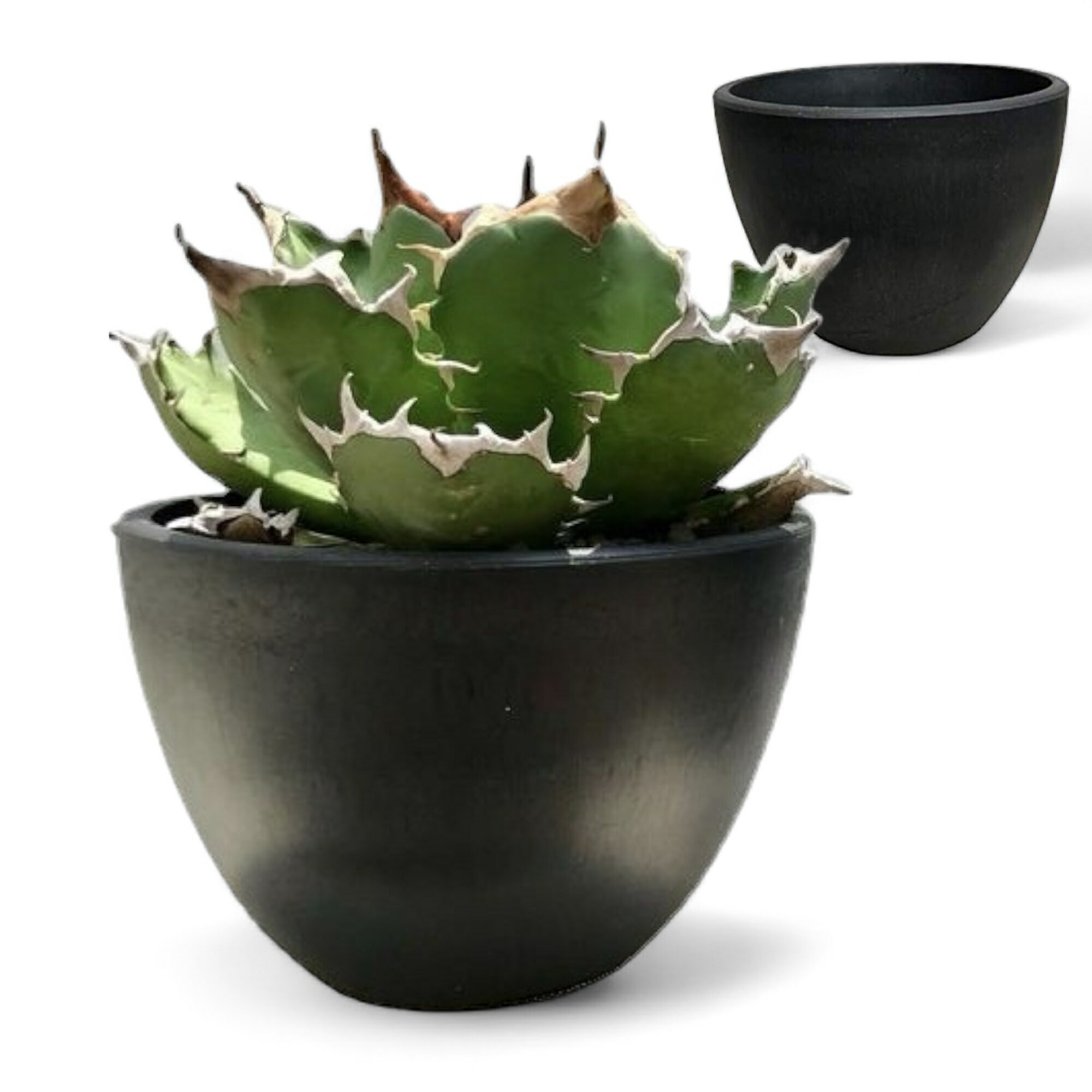 ieie プラ鉢 マットブラック 植物ポット プランター 塊根 観葉植物