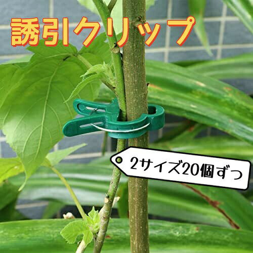 トマトと茄子の支柱への誘引に主に使用しています。誘引が容易にできるのと誘引個所の変更が簡単にできるので。ヒモにも茎を誘引できる構造になっているようです。洗濯バサミの要領で支柱と茎を挟み込んで手軽に留められます。もちろん、外すのも簡単です。ただし、素材がポリプロピレンで紫外線等に弱いでしょうから、耐候性にはあまり期待できないかもしれません。このスプリングクリップは植物をしっかりと固定し、簡単支柱、植物の健康で迅速な成長を守ることができます。取り付け取り外しがカンタン。片手で植物誘引クリップを押して、もう一方の手でホルダーをクリップに自由に挿入することができます。
