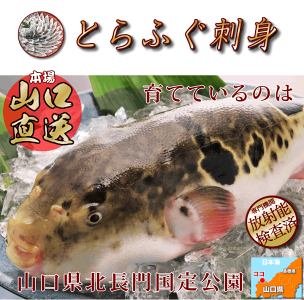 旨さが違う活絞めとらふぐ刺し!本場の板前のふぐ刺身・ふぐ皮付!【送料無料】