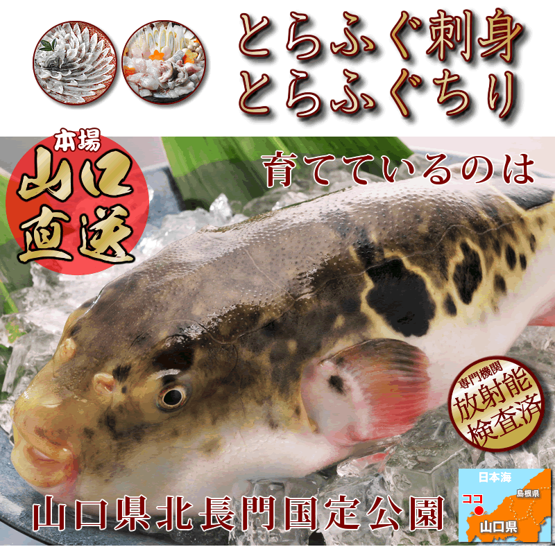 \グルメ大賞連続受賞/とらふぐ「特典付ふぐ刺身ふぐ鍋セット3-4人前/超冷」お歳暮