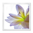 【スーパーセール限定価格】 アートパネル 楽デコ Lily リリィ 花 静物 アートフレーム 玄関に飾る絵画 絵画 インテリア 壁掛け 額装込 リビング 玄関 ...