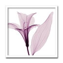 【スーパーセール限定価格】 アートパネル X-rey 写真 Alstromeria III アルストロメリア3 花 アートフレーム 玄関に飾る絵画 絵画 インテ...