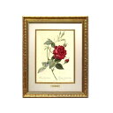 【スーパーセール限定価格】 絵画 インテリア ルドゥーテ 絵額 複製画 受注生産 『 レ ローズ バラ図譜 ロサ インディカ クルエンタ 』 フォリオ判 大 ゴ...