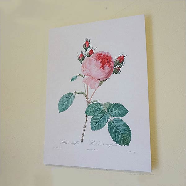 【スーパーセール限定価格】 絵画 インテリア ルドゥーテ キャンバス絵額 『 バラ図譜 』 A3サイズ ロサ ケンティフォリアG 複製画 フレーム 絵画 花 輸...