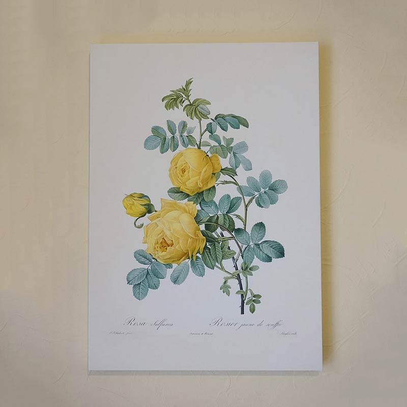 【スーパーセール限定価格】 絵画 インテリア ルドゥーテ キャンバス絵額 『 バラ図譜 』 A3サイズ ロサ スルフレアH 黄色 イエロー 複製画 フレーム 絵...