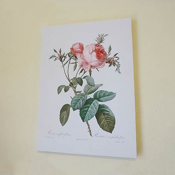 【スーパーセール限定価格】 絵画 インテリア ルドゥーテ キャンバス絵額 『 バラ図譜 』 A3サイズ ロサ ケンティフォリア フォリアケアS 複製画 フレーム...