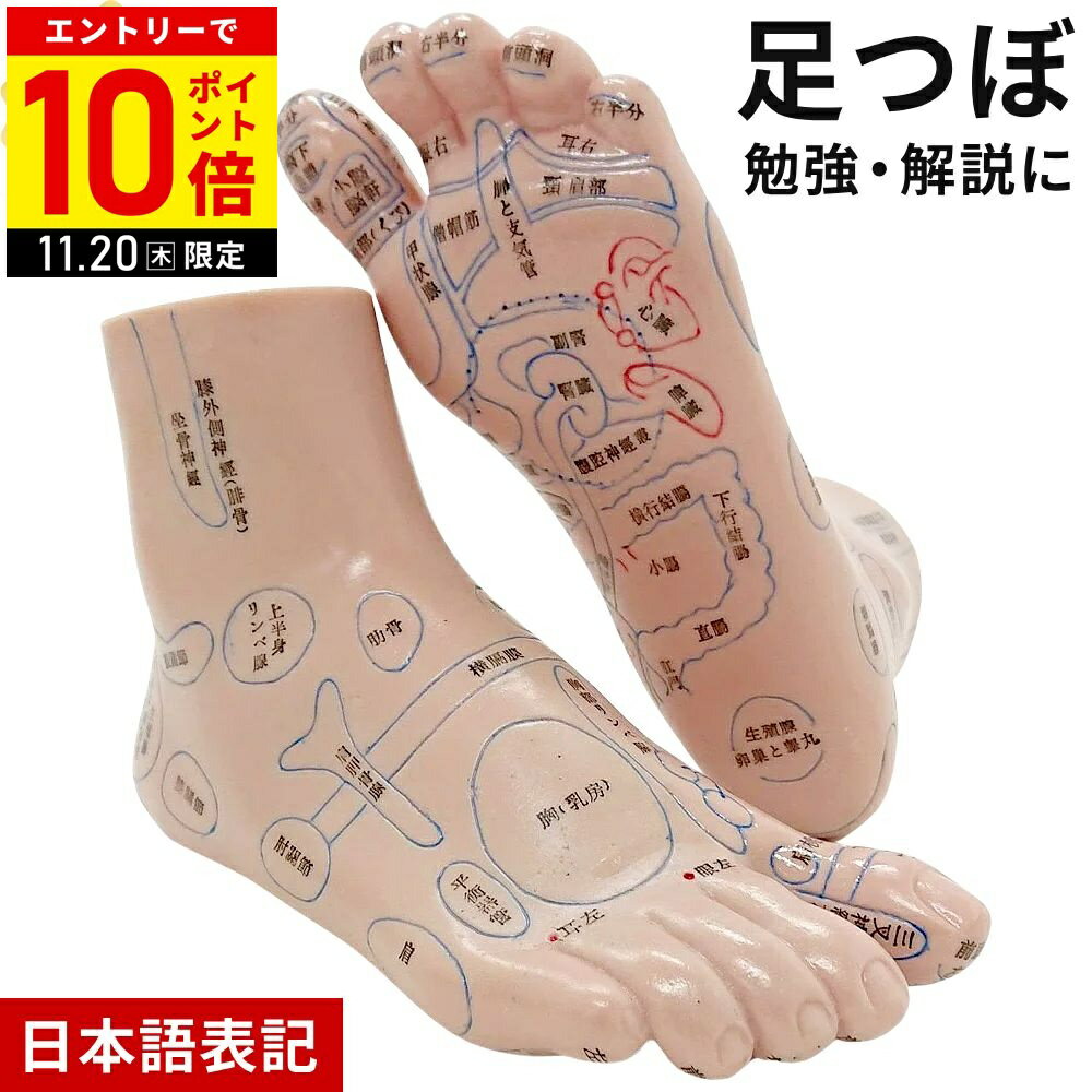 【LINE登録ですぐ使えるクーポン配布中】 足つぼ 模型 足裏 反射区 日本語 足つぼマッサージグッズ マッサージ ツボ押し グッズ 両足 左右 セット マネキン 足 つぼ あしつぼ 足ツボ リフレクソロジー 立体 体系 足の模型 足裏の模型 図解