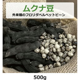 ムクナ豆（外来種のフロリダベルベットビーン） 500g 【ゆうパケット送料無料】 【健康サポート農園】無農薬・無化学肥料・無除草剤 自社農園 大阪産 ムクナ Mucuna FLV むくな豆 ドーパミン Lドーパ l-dopa レボドパ 国産