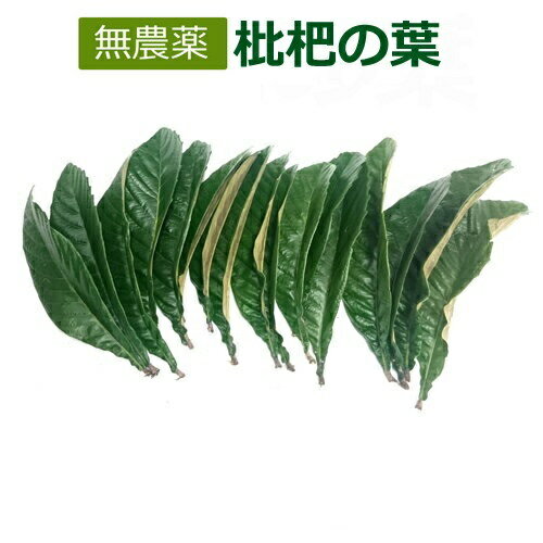 無農薬 枇杷の葉（びわの葉）150g（枇杷の生葉15枚前後）【長崎・大分県産】枇杷葉毎週2回入荷 ※送料無..