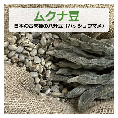 ムクナ豆 （日本の古来種の八升豆