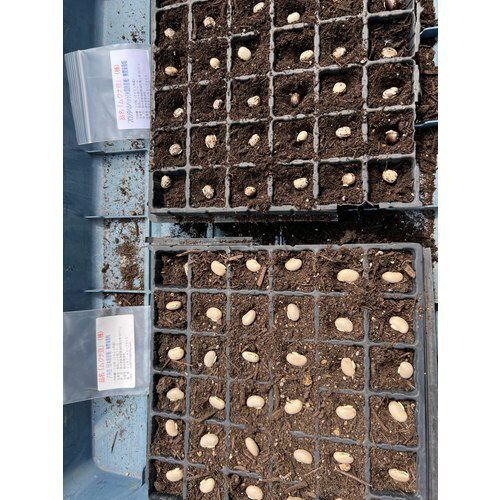北海道愛別産 大株舞茸(マイタケ) 1.8〜2kg(4〜5株)（まいたけ）