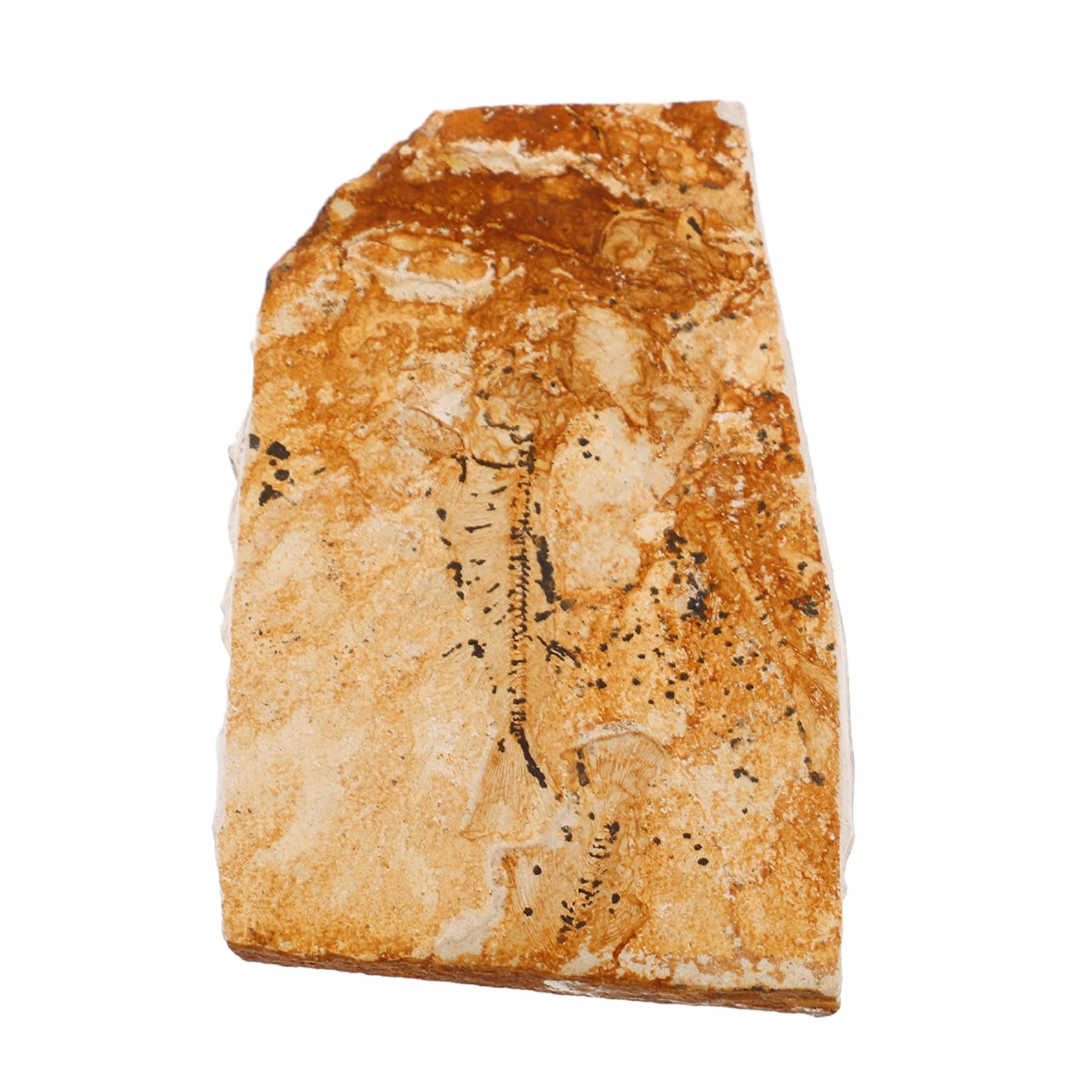 オオカミヒレ7魚7海7生物7標本7装飾7魚7標本7科学7教育77標本7用7科