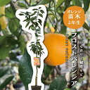 バレンシア(フロストバレンシア) 【特等2年生苗木】 苗木 みかんの木 接木苗 みかん 5号 ポリポット (直径15cm) シンボルツリー 庭木 植木 木 常緑...