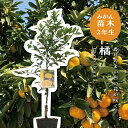 タチバナ(橘) 【特等2年生苗木】 苗木 みかんの木 接木苗 みかん 5号 ポリポット (直径15cm) シンボルツリー 庭木 植木 木 常緑樹 鉢植え ベラン...