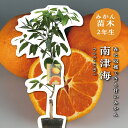 南津海 【特等2年生苗木】 苗木 みかんの木 接木苗 みかん 5号 ポリポット (直径15cm) シンボルツリー 庭木 植木 木 常緑樹 鉢植え ベランダ 柑橘...