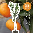 アンコール【特等2年生苗木】 苗木 みかんの木 接木苗 みかん 5号 ポリポット (直径15cm) シンボルツリー 庭木 植木 木 常緑樹 鉢植え ベランダ 柑...