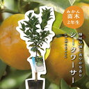 シークワシャー 【特等2年生苗木】 苗木 みかんの木 接木苗 みかん 5号 ポリポット (直径15cm) シンボルツリー 庭木 植木 木 常緑樹 鉢植え ベラン...