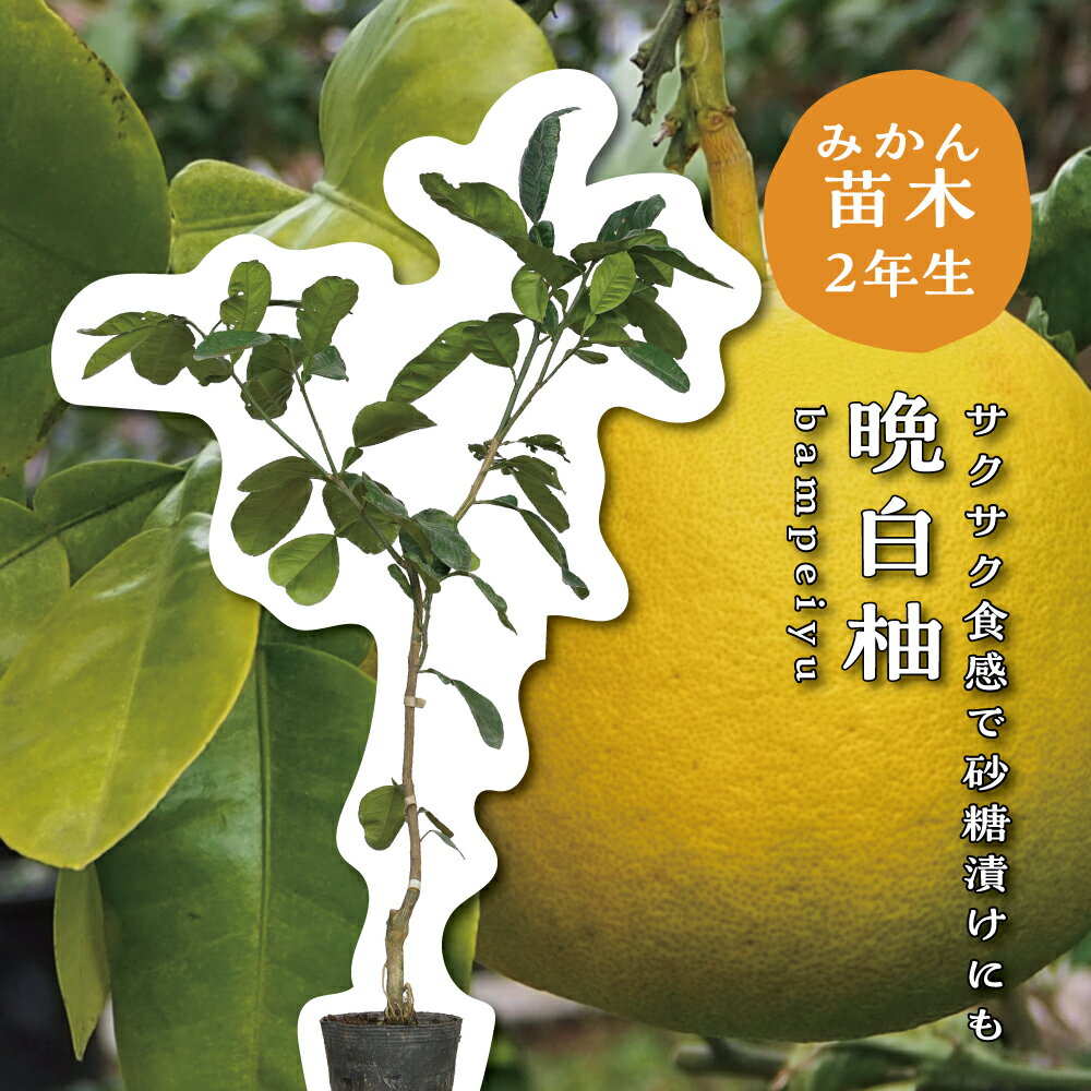 晩白柚 ザボン 【特等2年生苗木】 苗木 みかんの木 接木苗 みかん 5号 ポリポット (直径15cm) シンボルツリー 庭木 植木 木 常緑樹 鉢植え ベランダ 柑橘 贈り物 ギフト プレゼント 新築祝い 出産祝い 誕生日 ガーデニング 家庭菜園のサムネイル