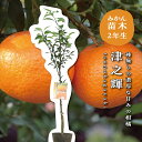 津之輝【特等2年生苗木】 苗木 みかんの木 接木苗 みかん 5号 ポリポット (直径15cm) シンボルツリー 庭木 植木 木 常緑樹 鉢植え ベランダ 柑橘 ...