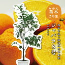 じゃばら ジャバラ 大苗 【特等3年生苗木】 苗木 みかんの木 接木苗 みかん 8号 シンボルツリー 庭木 植木 木 常緑樹 鉢植え ベランダ 柑橘 贈り物 ギ...