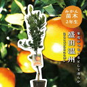 盛田温州 【特等2年生苗木】 苗木 みかんの木 接木苗 みかん 5号 ポリポット (直径15cm) シンボルツリー 庭木 植木 木 常緑樹 鉢植え ベランダ 柑橘 贈り物 ギフト プレゼント 新築祝い 出産祝い 誕生日 ガーデニング 家庭菜園