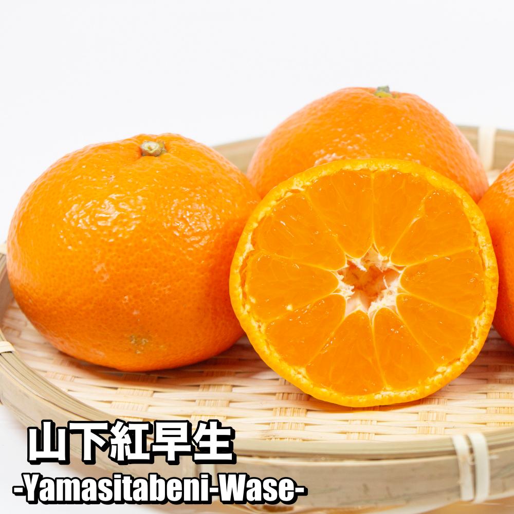 【予約割引100円OFF】 山下紅早生 【特等2年生苗木】 苗木 みかんの木 接木苗 みかん 5号 ポリポット (直径15cm) シンボルツリー 庭木 植木 木 常緑樹 鉢植え ベランダ 柑橘 贈り物 ギフト プレゼント 新築祝い 出産祝い 誕生日 ガーデニング 家庭菜園のサムネイル