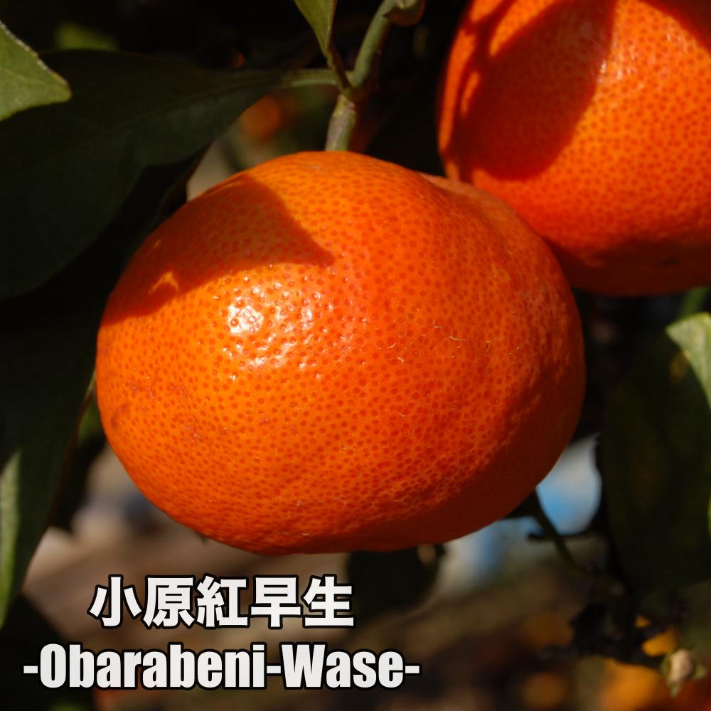 楽天市場】小原紅早生 苗の通販 楽天市場】小原紅早生 苗の通販