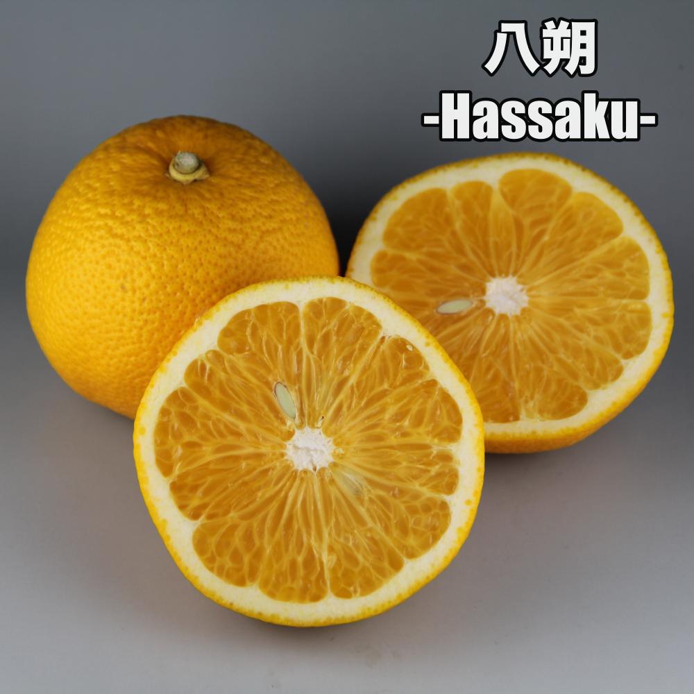 71RNsktmc2L._AC_UF1000,