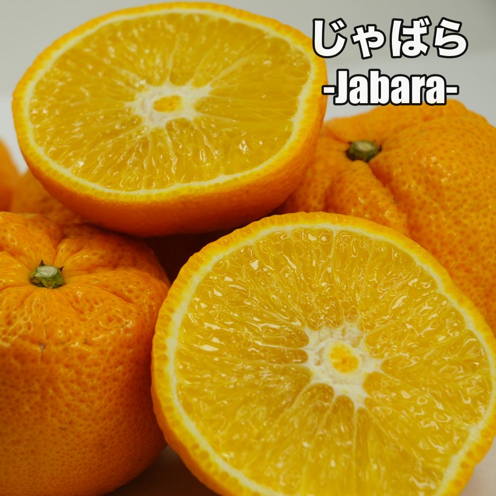 じゃばら ジャバラ 【特等2年生苗木】 苗木 みかんの木 接木苗 みかん 5号 ポリポット (直径15cm) シンボルツリー 庭木 植木 木 常緑樹 鉢植え ベランダ 柑橘 贈り物 ギフト プレゼント 新築祝い 出産祝い 誕生日 ガーデニング 家庭菜園のサムネイル