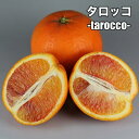 タロッコ 【特等2年生苗木】 苗木 みかんの木 接木苗 みかん 5号 ポリポット (直径15cm) シンボルツリー 庭木 植木 木 常緑樹 鉢植え ベランダ 柑...