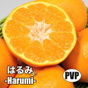 はるみ 【特等2年生苗木】 苗木 みかんの木 接木苗 みかん 5号 ポリポット (直径15cm) シンボルツリー 庭木 植木 木 常緑樹 鉢植え ベランダ 柑橘...