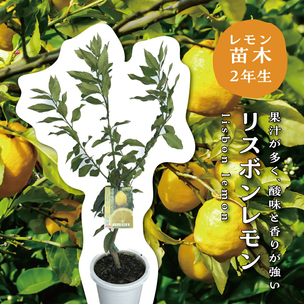 楽天市場】リスボン レモン 苗の通販 楽天市場】リスボン レモン 苗の通販