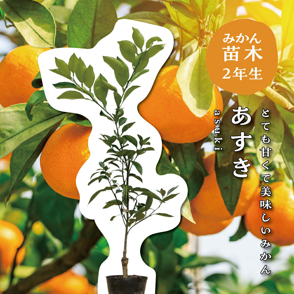 楽天市場】あすみ 苗の通販 楽天市場】あすみ 苗の通販