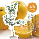 スイートレモネード レモネード レモンの木 レモン 苗木 接木苗 8号ポット(直径24cm) 苗 シンボルツリー 庭木 植木 木 記念樹 家庭菜園 贈り物 ギフ...