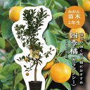 四季橘(カラマンシー) 【特等2年生苗木】 苗木 みかんの木 接木苗 みかん 5号 ポリポット (直径15cm) シンボルツリー 庭木 植木 木 常緑樹 鉢植え...