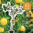 西内小夏 【特等2年生苗木】 日向夏 苗木 みかんの木 接木苗 みかん 5号 ポリポット (直径15cm) シンボルツリー 庭木 植木 木 常緑樹 鉢植え ベラ...