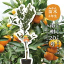 南柑20号 【特等2年生苗木】 苗木 みかんの木 接木苗 みかん 5号 ポリポット (直径15cm) シンボルツリー 庭木 植木 木 常緑樹 鉢植え ベランダ ...