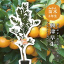 興津早生 【特等2年生苗木】 苗木 みかんの木 接木苗 みかん 5号 ポリポット (直径15cm) シンボルツリー 庭木 植木 木 常緑樹 鉢植え ベランダ 柑...