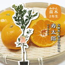 寿太郎温州 【特等2年生苗木】 苗木 みかんの木 接木苗 みかん 5号 ポリポット (直径15cm) シンボルツリー 庭木 植木 木 常緑樹 鉢植え ベランダ ...