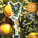 薩州ポンカン 【特等2年生苗木】 苗木 みかんの木 接木苗 みかん 5号 ポリポット (直径15cm) シンボルツリー 庭木 植木 木 常緑樹 鉢植え ベランダ...