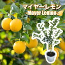 マイヤーレモン レモンの木 レモン 
