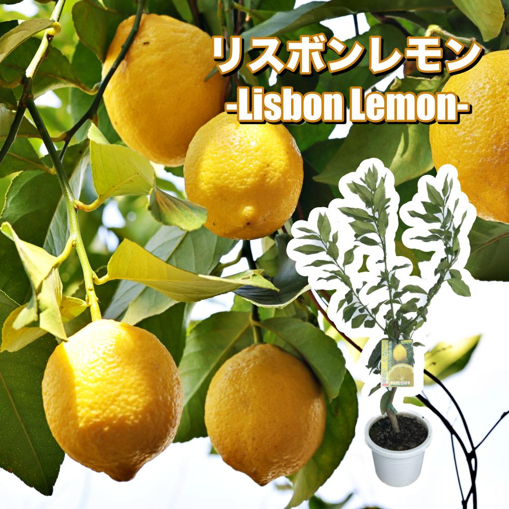 \培養土プレゼント対象商品/ リスボン 苗木 レモンの木 レモン 苗木 接木苗 8号鉢プラスチック製ポット(直径24cm) 苗 シンボルツリー 庭木 記念樹 家庭菜園 贈り物 ギフト プレゼント 新築祝い 出産祝い 誕生日 ガーデニング 常緑樹 鉢植えのサムネイル