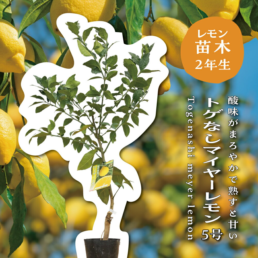 �ȥ��ʤ��ޥ��䡼���� ������� ���� ���� ���� 5��ݥå�(ľ��24cm) �� ���ʤ� �ȥ�̵ ����ܥ�ĥ꡼ ���� ���� �� ��ǰ�� �����ڱ� £��ʪ...